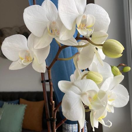 Libellula Apartman Hévíz 외부 사진