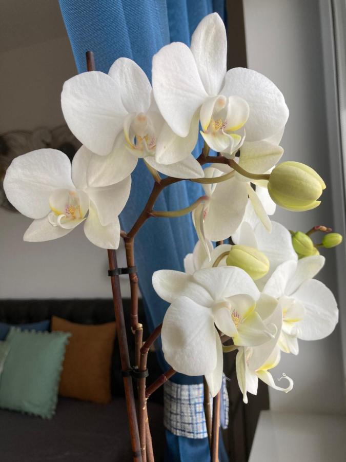 Libellula Apartman Hévíz 외부 사진